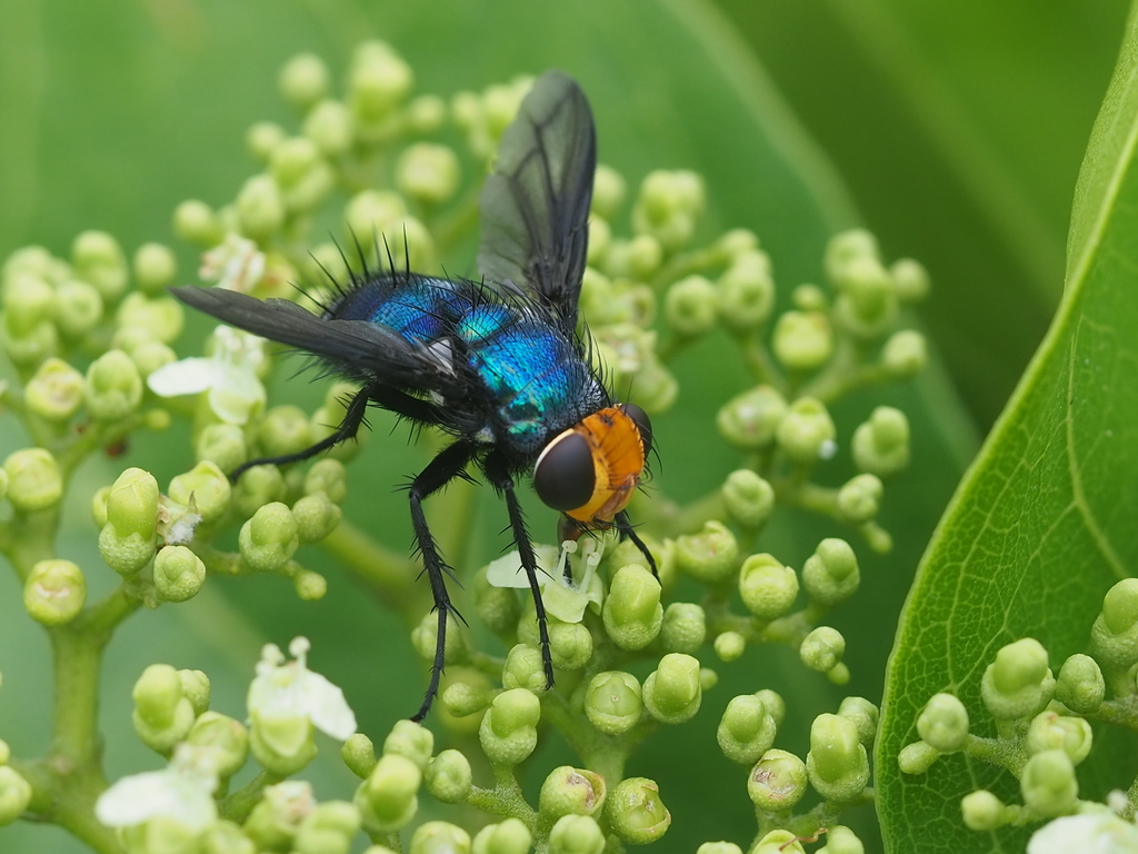 Silbomyia cyanea
