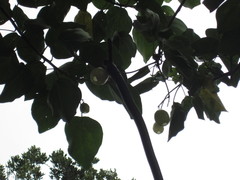 Hernandia nymphaeifolia