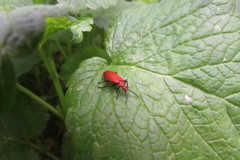 Pyrochroa serraticornis