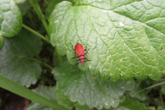 Pyrochroa serraticornis