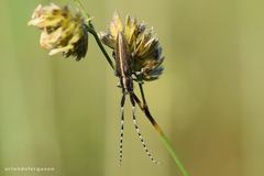 Agapanthia suturalis