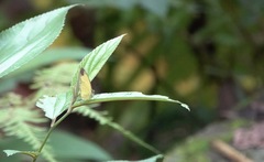 Eurema sarilata