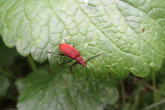 Pyrochroa serraticornis