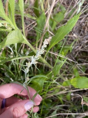 Gamochaeta chionesthes