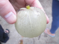 Hernandia nymphaeifolia