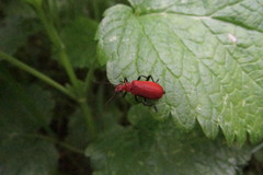 Pyrochroa serraticornis