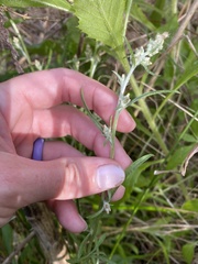 Gamochaeta chionesthes