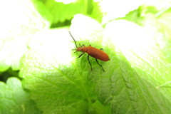 Pyrochroa serraticornis