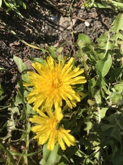 Taraxacum