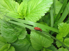 Pyrochroa serraticornis