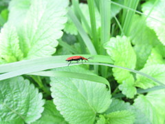 Pyrochroa serraticornis