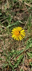 Taraxacum officinale