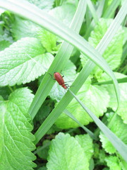 Pyrochroa serraticornis