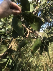 Hymenaea