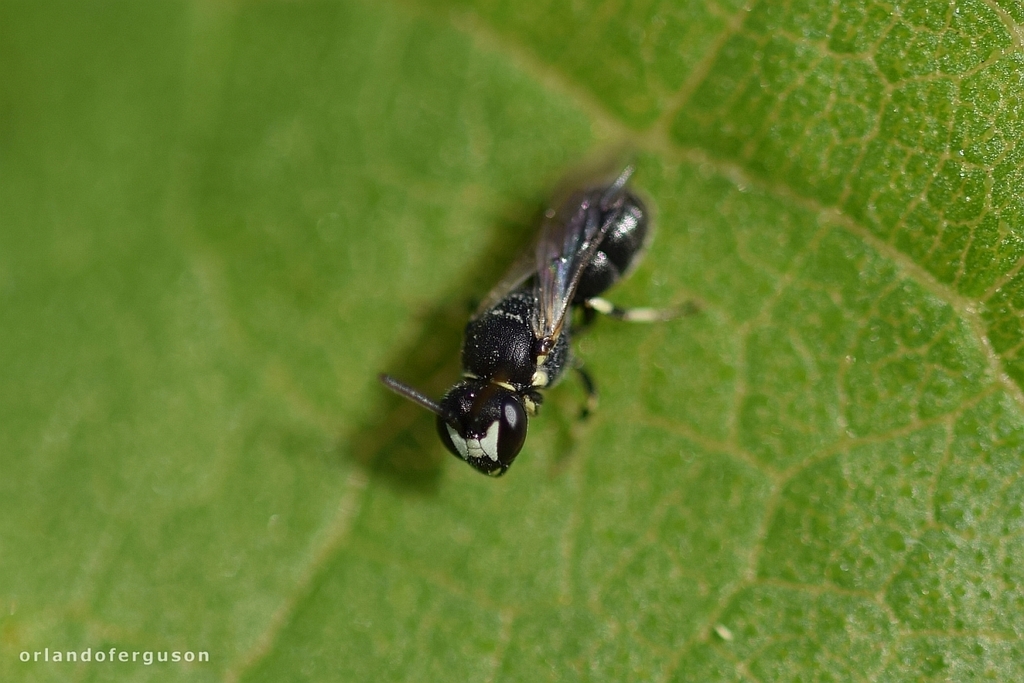 Dotted Masked Bee