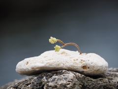 Portulaca psammotropha