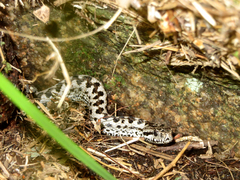 Vipera seoanei