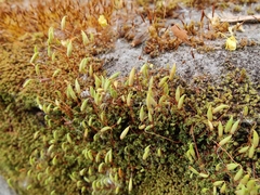 Ptychostomum capillare
