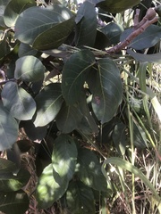 Hymenaea