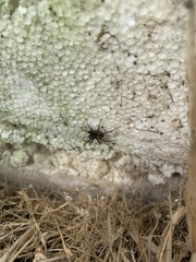 Alopecosa pulverulenta