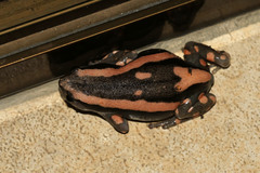 Phrynomantis bifasciatus