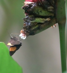 Koruthaialos rubecula