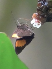 Koruthaialos rubecula