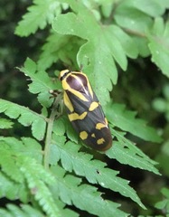Phymatostetha perspicillaris
