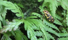 Phymatostetha perspicillaris