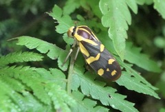 Phymatostetha perspicillaris