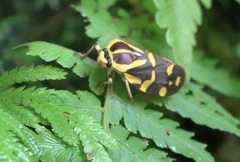 Phymatostetha perspicillaris