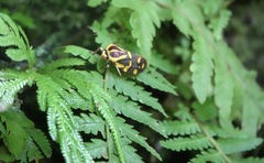 Phymatostetha perspicillaris