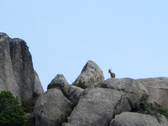 Capra pyrenaica victoriae