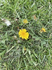 Taraxacum officinale