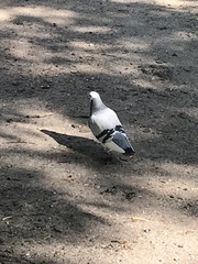 Columba livia domestica