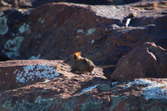 Elephantulus pilicaudus