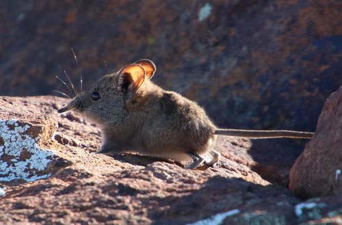 Elephantulus pilicaudus