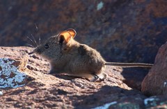 Elephantulus pilicaudus