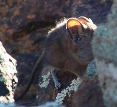 Elephantulus pilicaudus