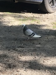 Columba livia domestica