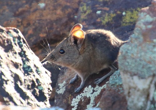 Karoo Rock Sengi