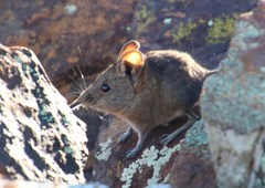 Elephantulus pilicaudus