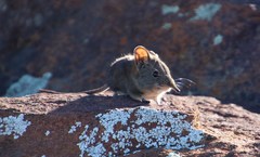 Elephantulus pilicaudus