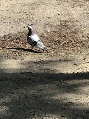 Columba livia domestica