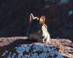 Elephantulus pilicaudus