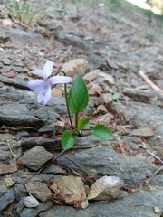 Viola lactea