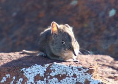 Elephantulus pilicaudus