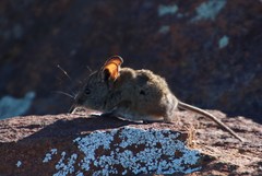 Elephantulus pilicaudus