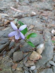 Viola lactea