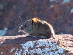 Elephantulus pilicaudus